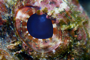 The eye of the scorpion... by Juan Torres 